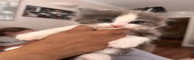 Domestic Shorthair 1