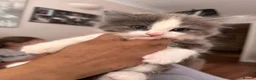 Domestic Shorthair cats for sale: 3 kittens for sale - Advert 8
