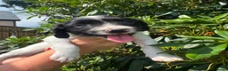 English Springer Spaniel dogs for sale: READY NOW ! Kc registered Springer Spaniel Puppies - Advert 25