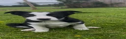 Border Collie dogs for sale: Two dogs available  - Advert 7