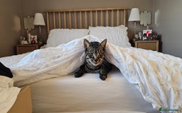 Domestic Shorthair cats for sale: Rehoming our beautiful Callie - Image 7