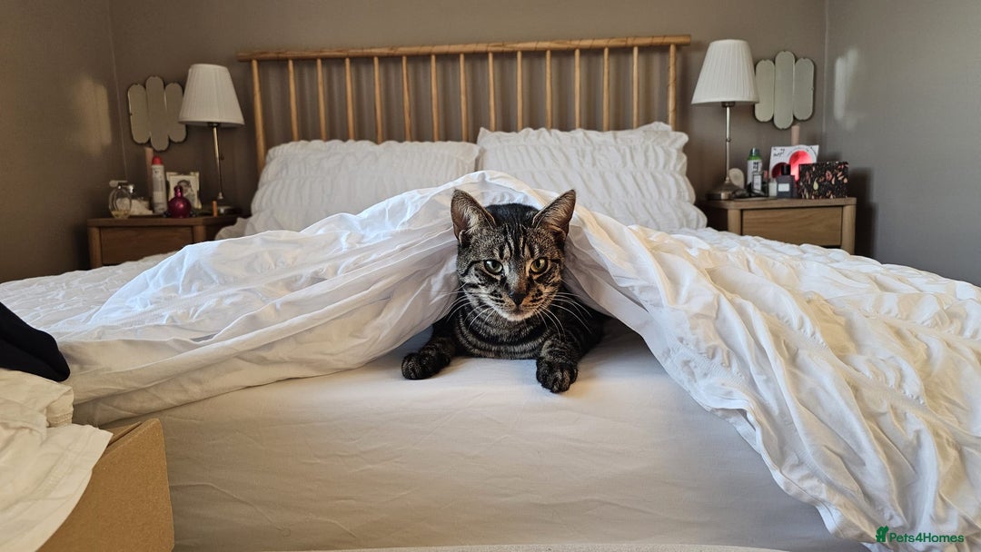 Domestic Shorthair cats for sale: Rehoming our beautiful Callie - Image 7