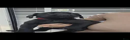 Cane Corso dogs for sale: Cane corso puppies  in Bromsgrove - Advert 8