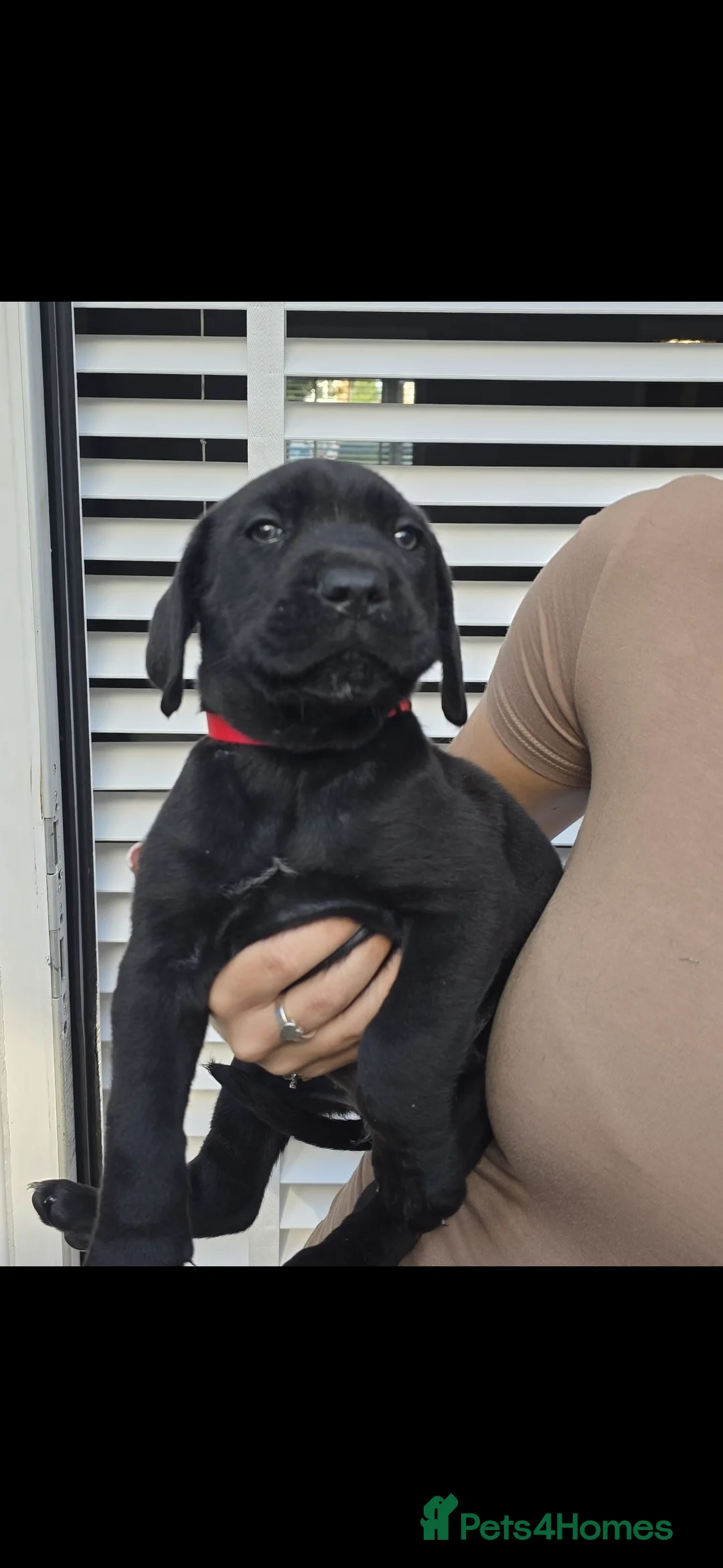 Cane Corso dogs for sale: Cane corso puppies  in Bromsgrove - Advert 8