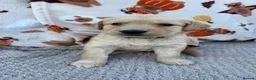 Golden Retriever dogs for sale: Beautiful golden retriever puppies - Advert 17