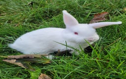 English Lop rabbits for sale: Baby Rabbits 4 available  - Image 8