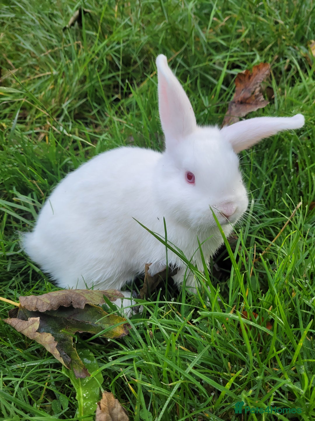 English Lop rabbits for sale: Baby Rabbits 4 available  - Image 8