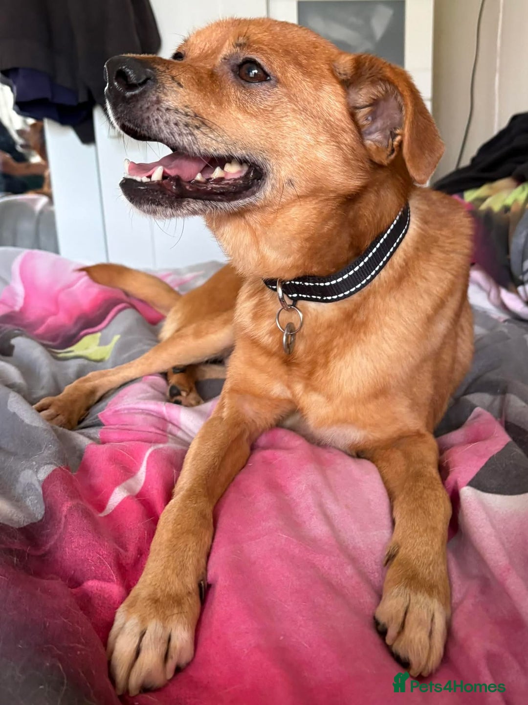 Mixed Breed dogs for adoption: Fry - Norwich Norfolk  - Advert 3
