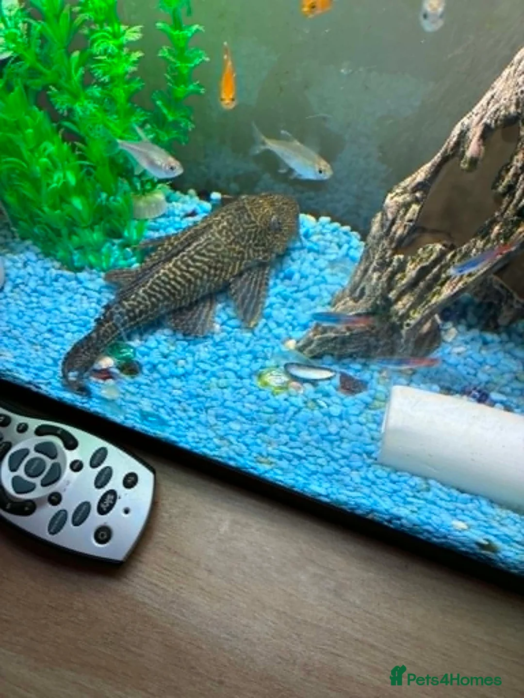 Plecos fish for sale: Common Pleco in Langport - Advert 4