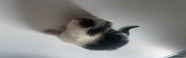 Domestic Shorthair 2