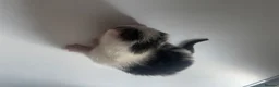 Domestic Shorthair cats for sale: 5 beautiful kittens for sale  in Cobham - Advert 4