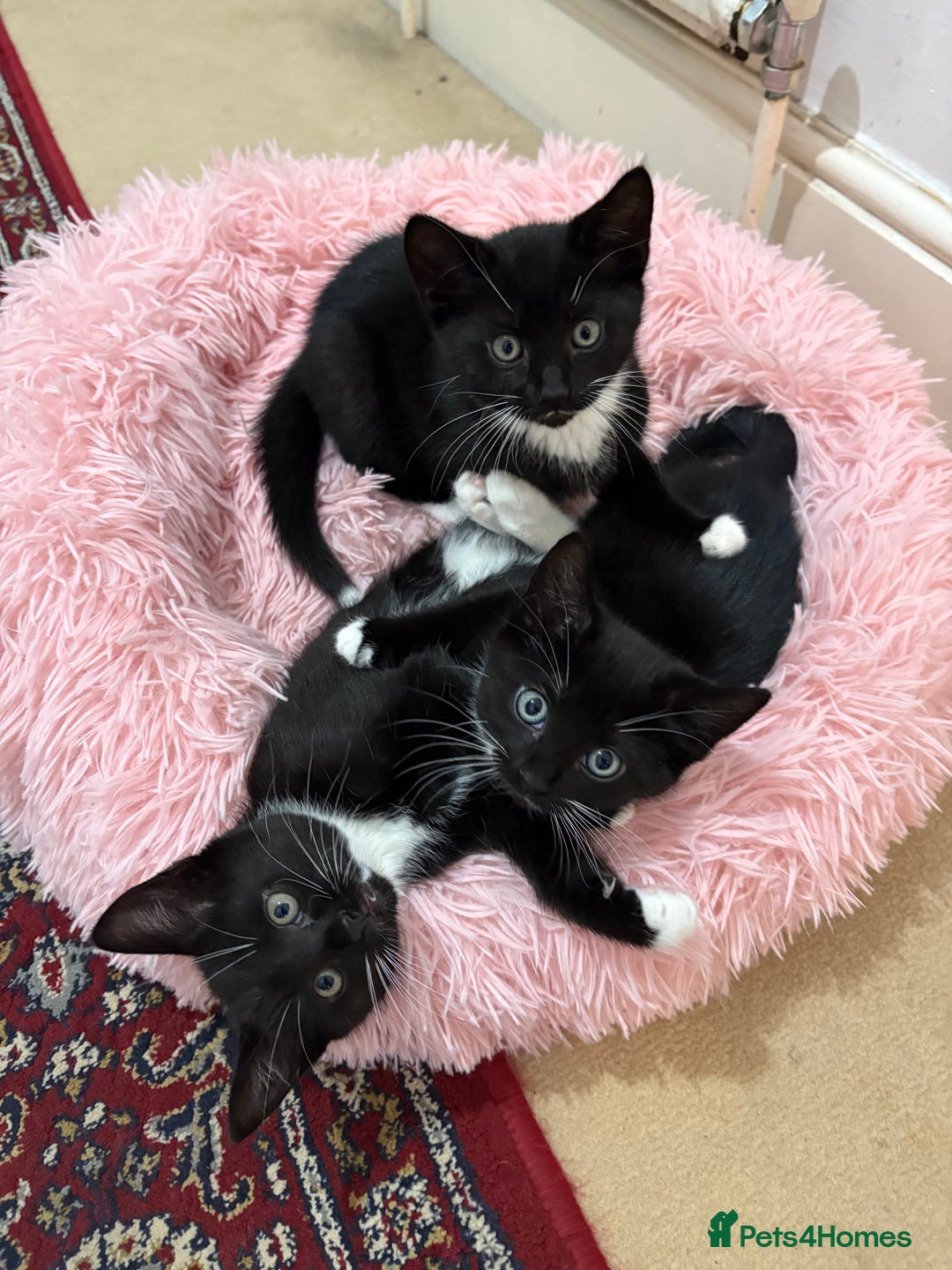 British Shorthair cats for sale: Beautiful energetic female tuxedo kitten  - Advert 2