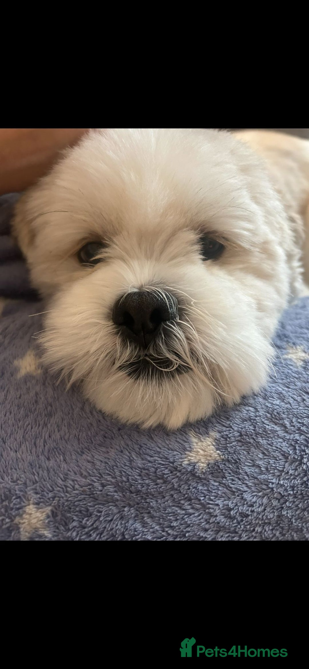 Lhasa Apso dogs for stud: Lhasa Apso Stud  - Advert 1