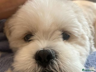 Lhasa Apso dogs Lhasa Apso Stud - Advert 17