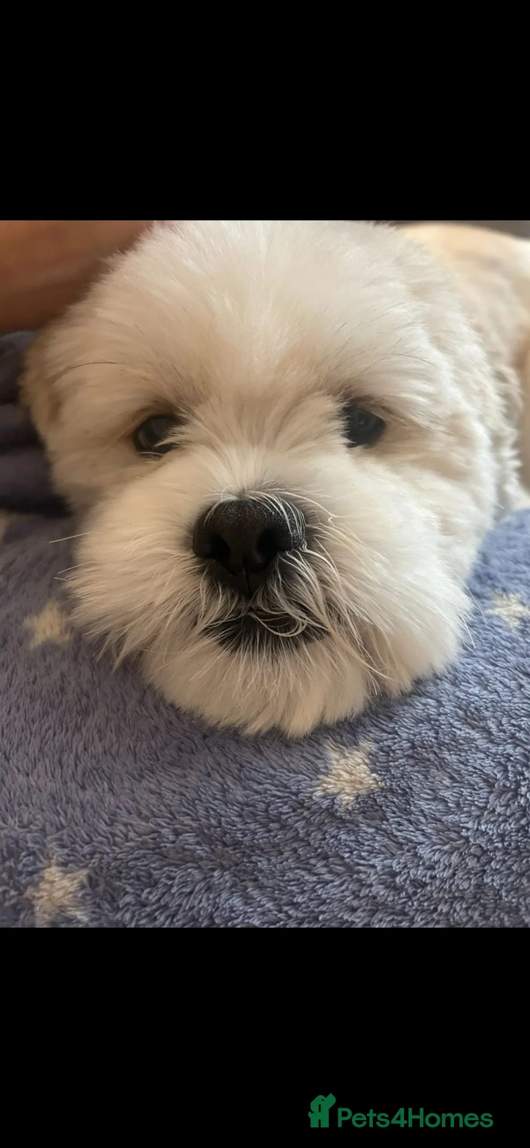 Lhasa Apso dogs for stud: Lhasa Apso Stud  - Advert 1