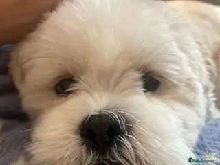 Lhasa Apso dogs Lhasa Apso Stud - Advert 5