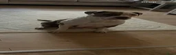 Mixed Breed dogs for sale: American bulldog puppies in Reading - Advert 3