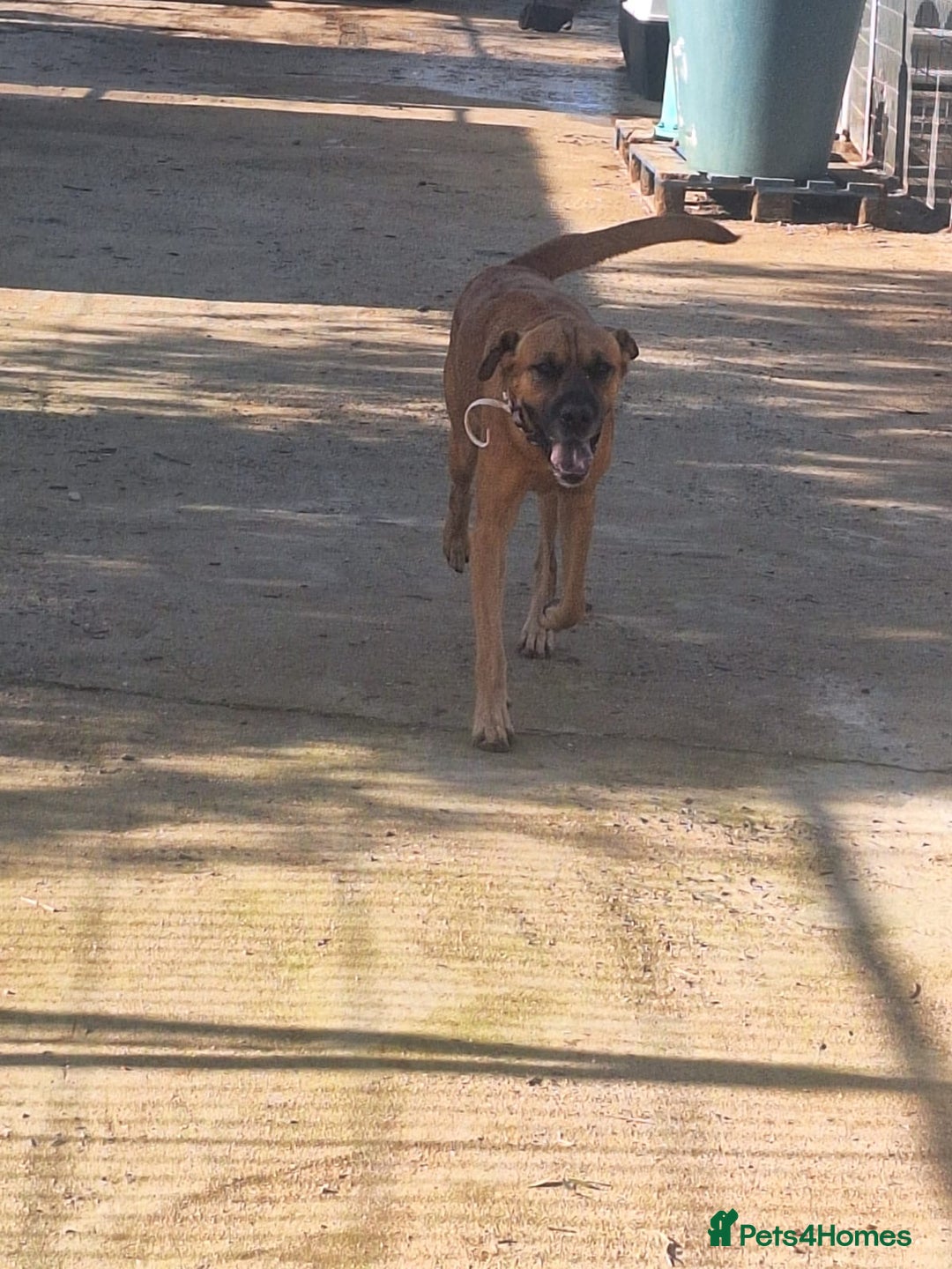 Mixed Breed dogs for adoption: Urgent 🚨 Home for Kobi  in Hengoed - Advert 28