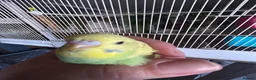 Budgerigars birds for sale: 2 Hand tame babies  - Advert 12