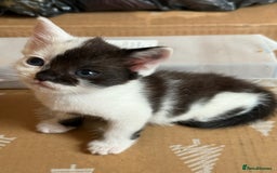 Mixed Breed cats for sale: Beautiful kittens ready for new home  - Image 14