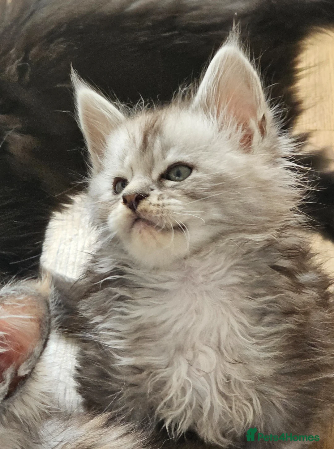 Maine Coon cats for sale: Tica Reg maine coon kittens - Advert 29