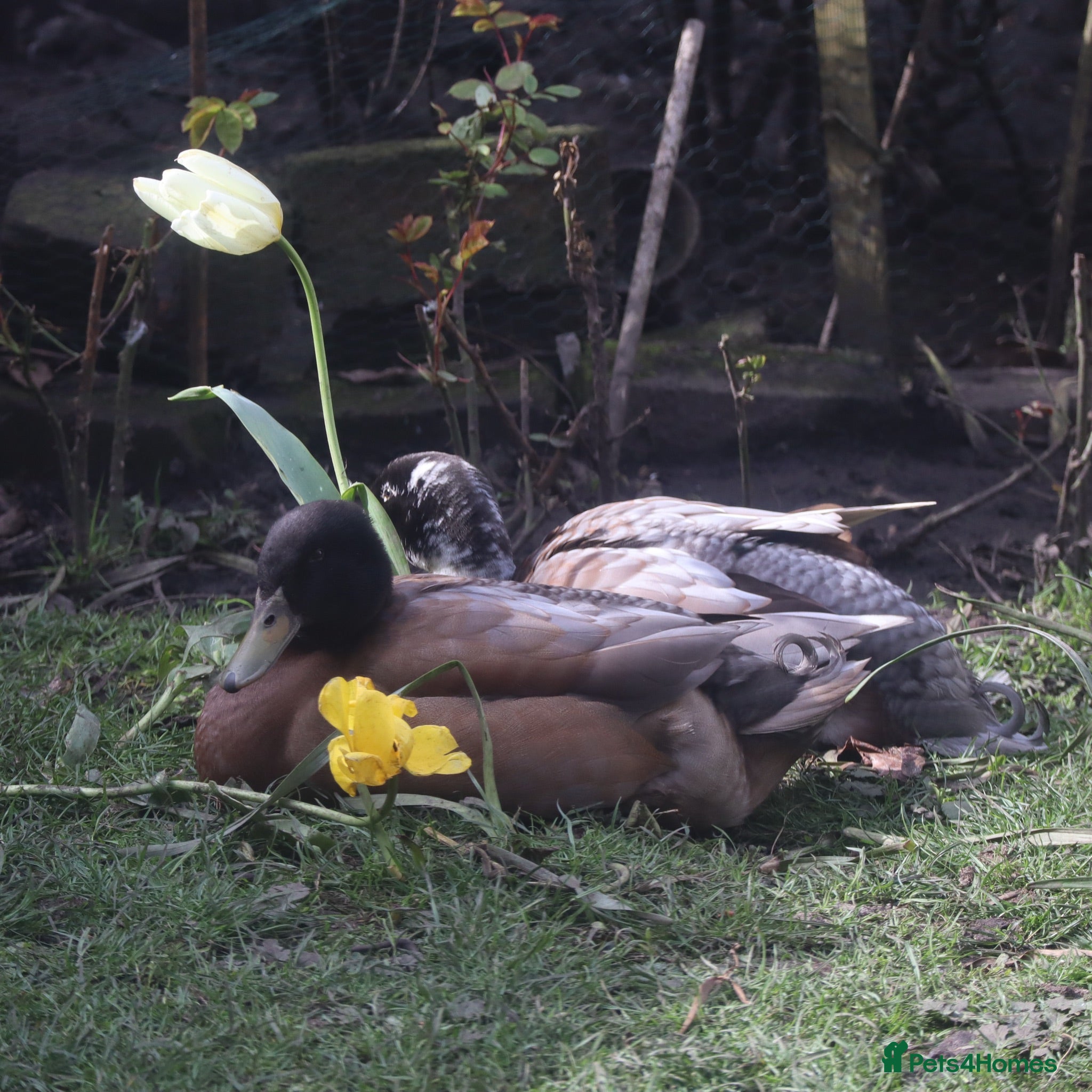Ducks poultry two indian runner ducks  - Advert 7