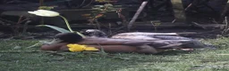 Ducks poultry for sale: two indian runner ducks  - Advert 1