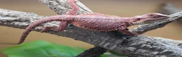Bearded Dragon reptiles for sale: Beaded dragon  - Advert 4