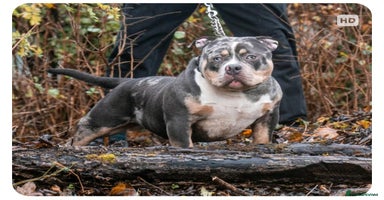 American Bully dogs PROVEN BLUE MERLE EXTREME POCKET BULLY in Redditch - Advert 6