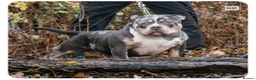 American Bully dogs for stud: PROVEN BLUE MERLE EXTREME POCKET BULLY FOR SALE in Redditch - Advert 2