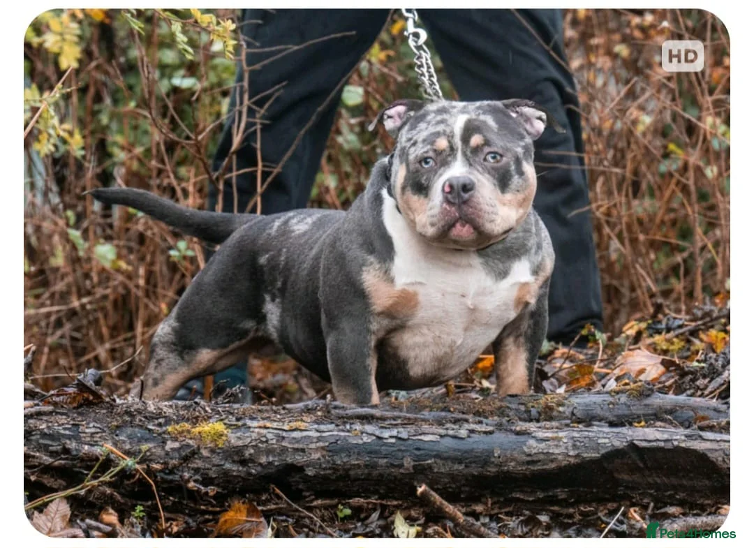 American Bully dogs for stud: PROVEN BLUE MERLE EXTREME POCKET BULLY FOR SALE in Redditch - Advert 2