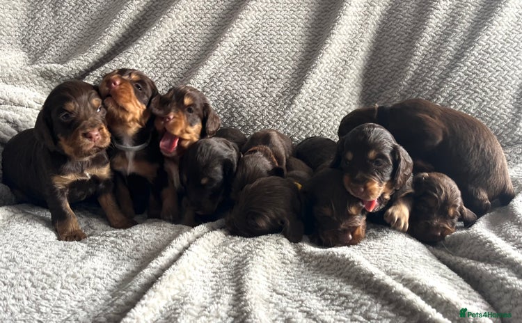 Cocker Spaniel dogs - Advert 2