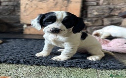 Cocker Spaniel dogs for sale: KC Registered Working Cocker Spaniel puppies - Image 5