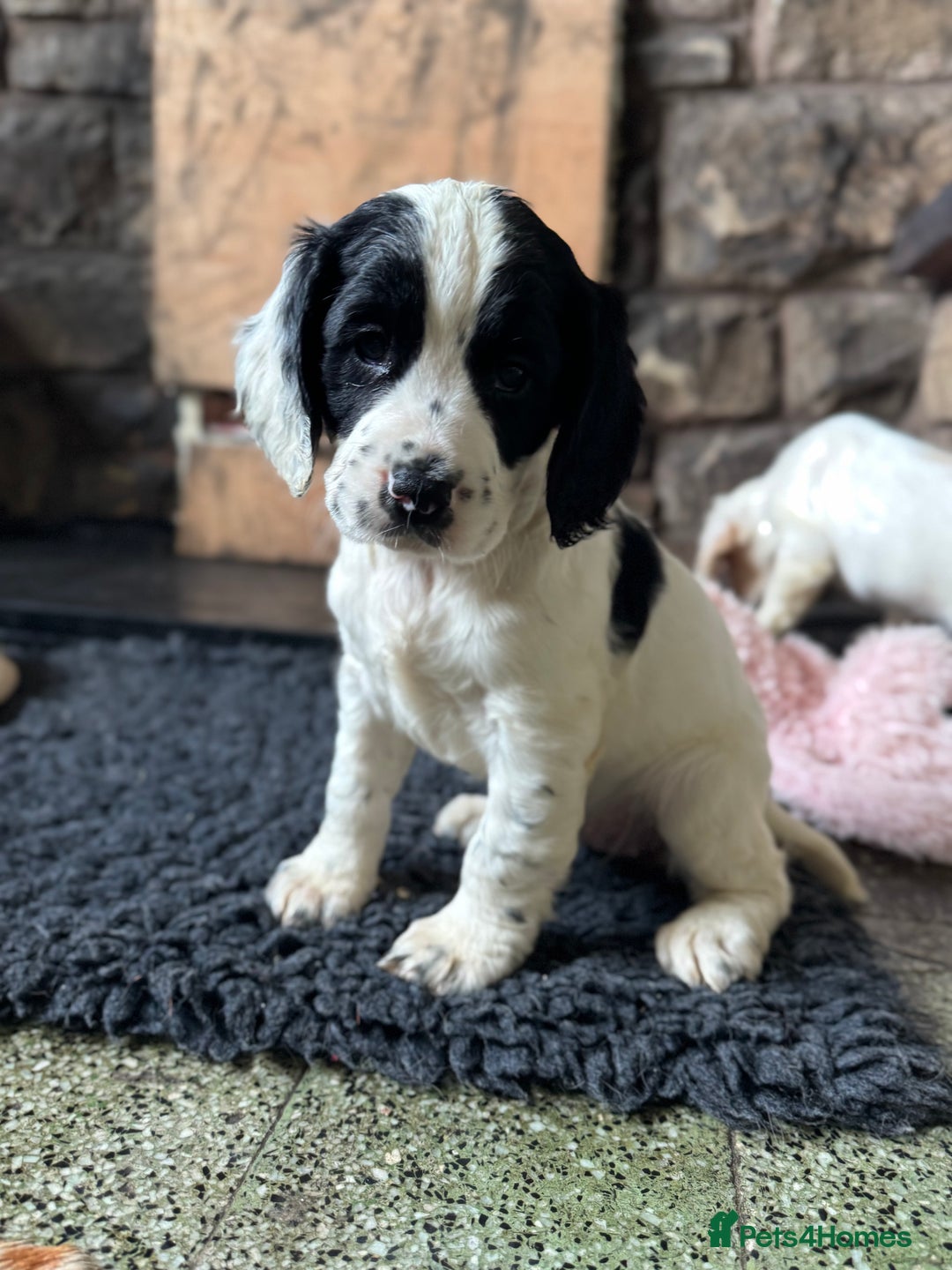 Cocker Spaniel dogs for sale: KC Registered Working Cocker Spaniel puppies - Image 5