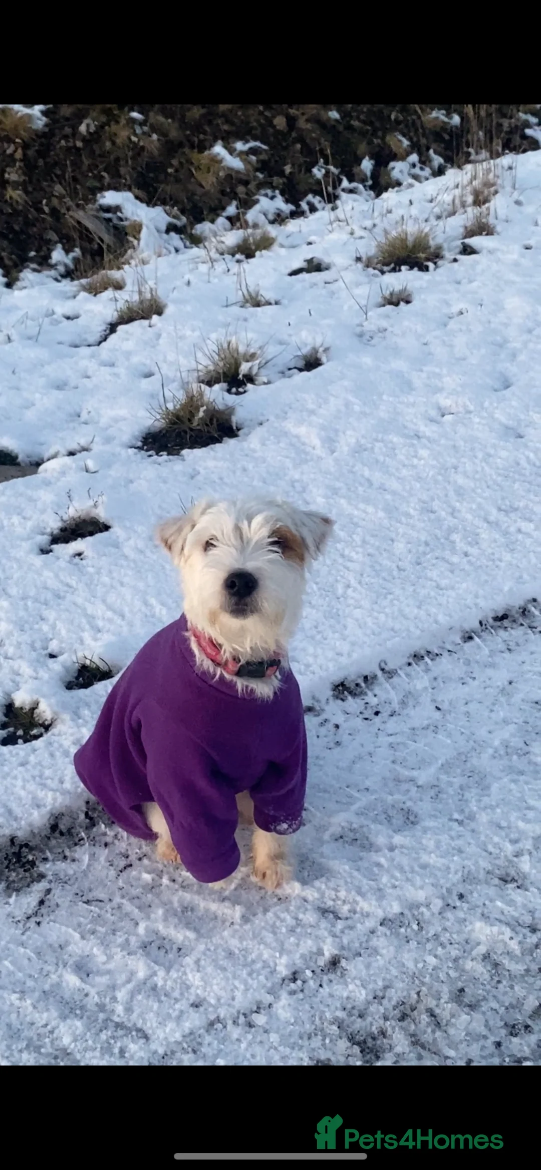 Parson Russell dogs for sale: Parson Pup - Advert 11