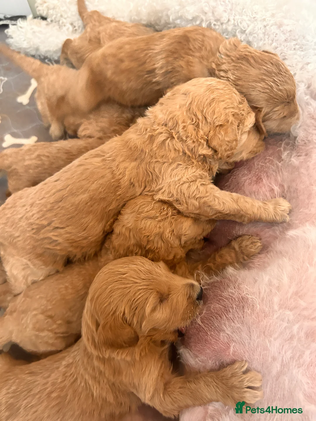 Australian Labradoodle dogs for sale: Top Quality Litter Australian Labradoodle Puppies  - Advert 16
