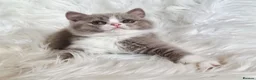 British Shorthair cats for sale: Stunning British shorthair kittens  - Advert 33