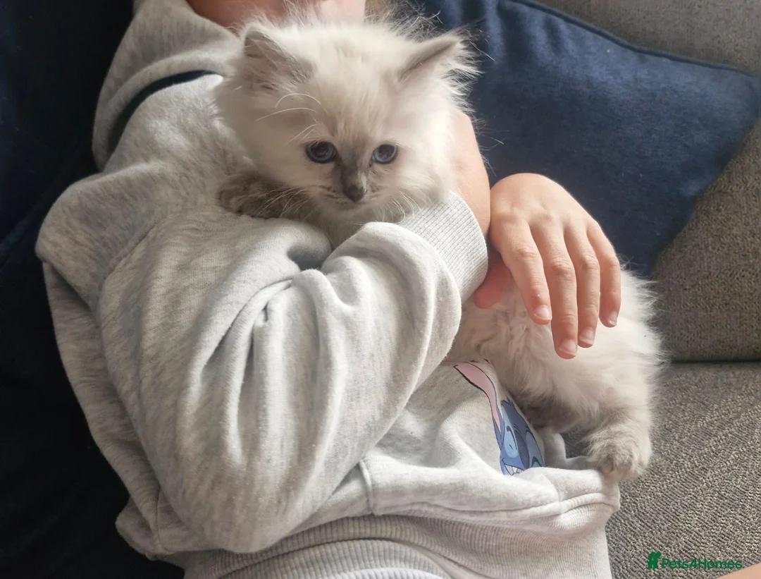 Ragdoll cats for sale: Beautiful ragdoll kittens - Advert 2