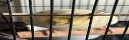 Cockatiels birds for sale: 5 cockatiels (price can be negotiated)  in Harrow - Advert 3