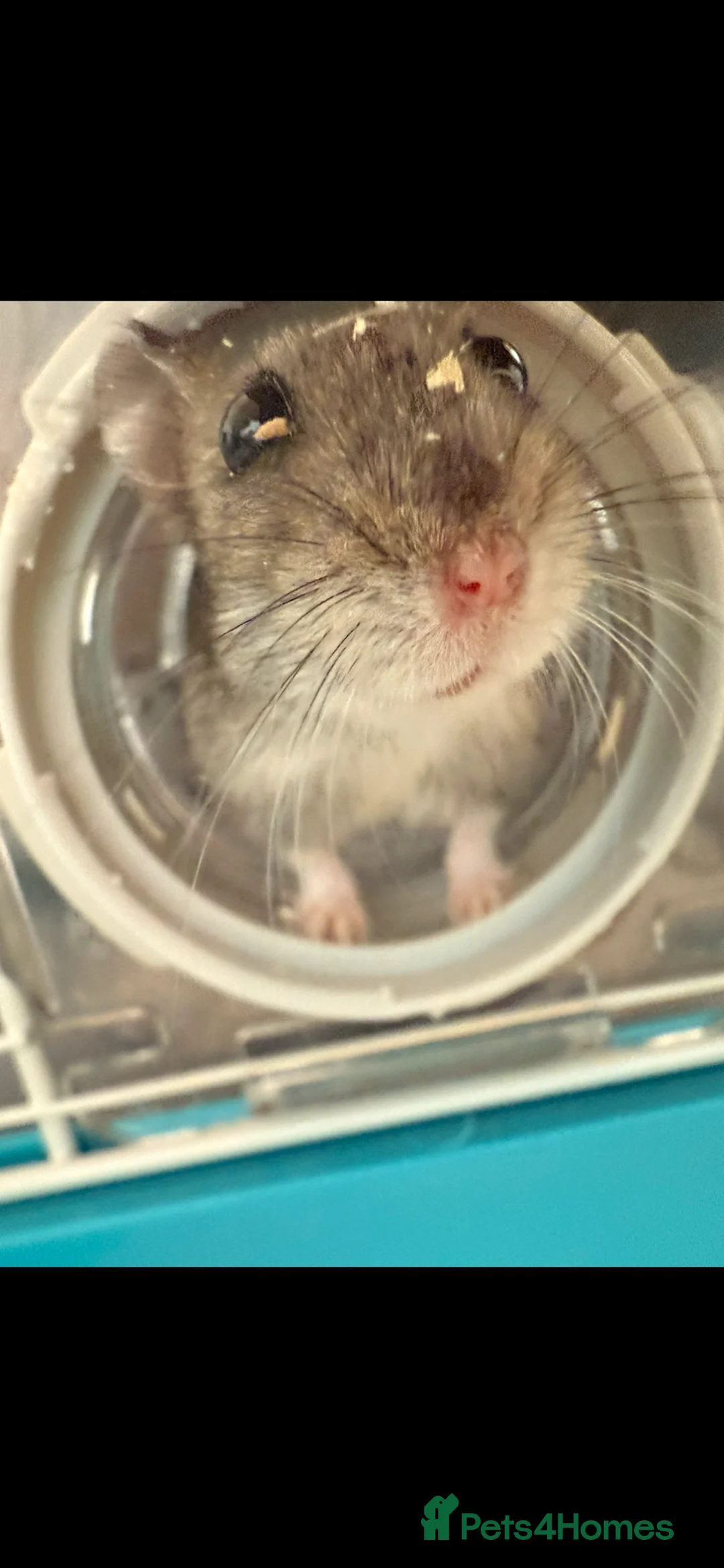 Hamster rodents for sale: 8 week old hamster - Advert 4