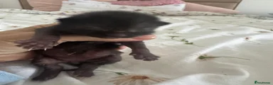 Black Kitten