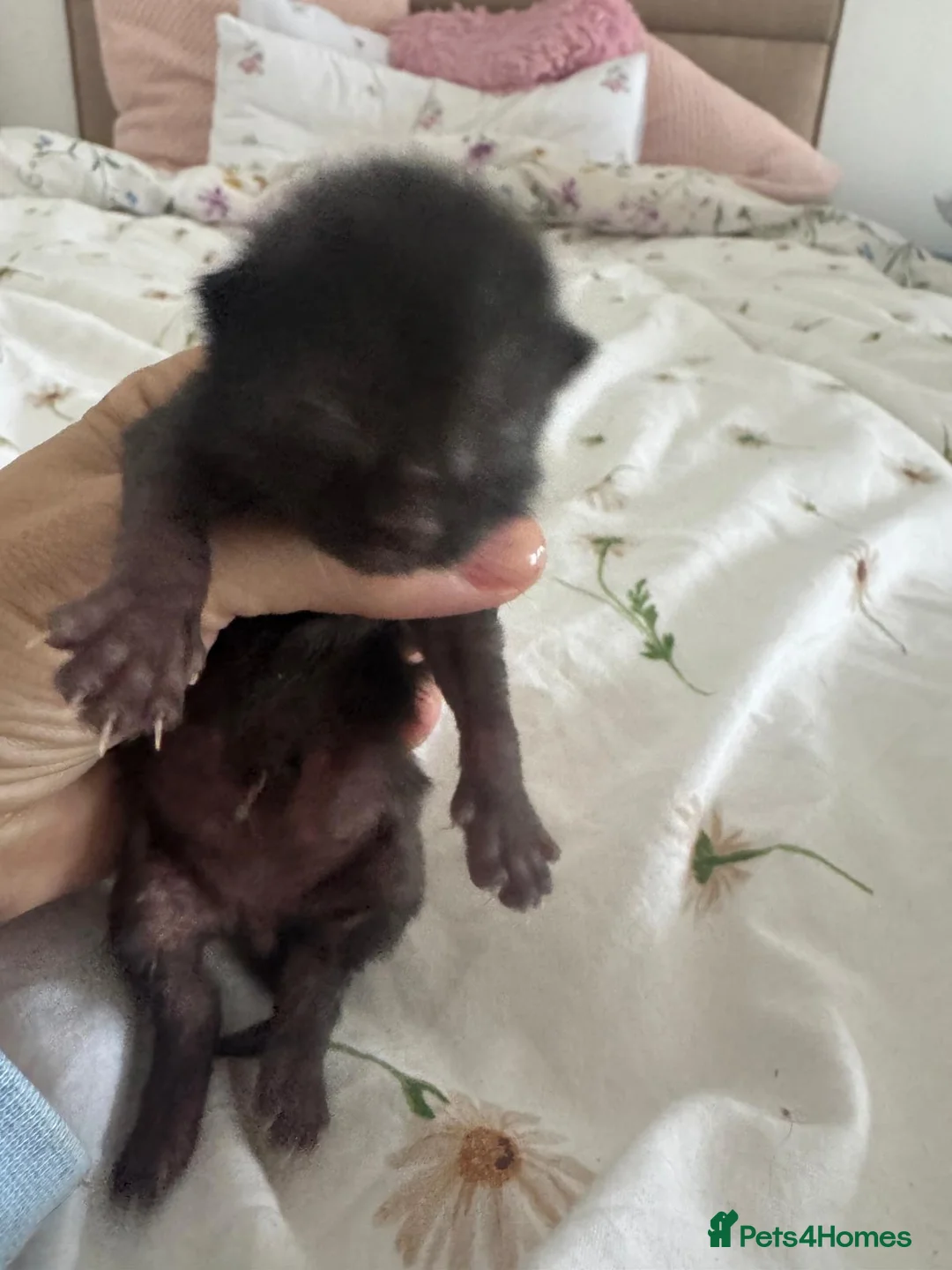Mixed Breed cats for sale: New born kittens! - Advert 2