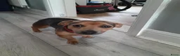 Jack Russell dogs for sale: Blue and tan jack russle boy  in Gloucester - Advert 3
