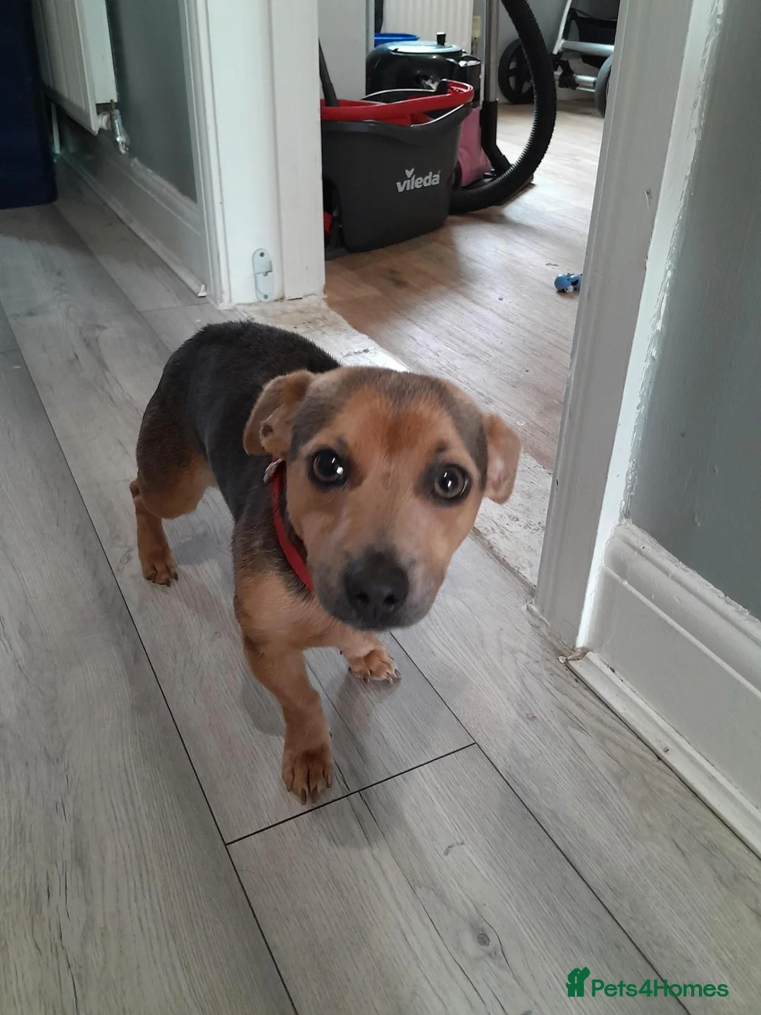 Jack Russell dogs for sale: Blue and tan jack russle boy  in Gloucester - Advert 3