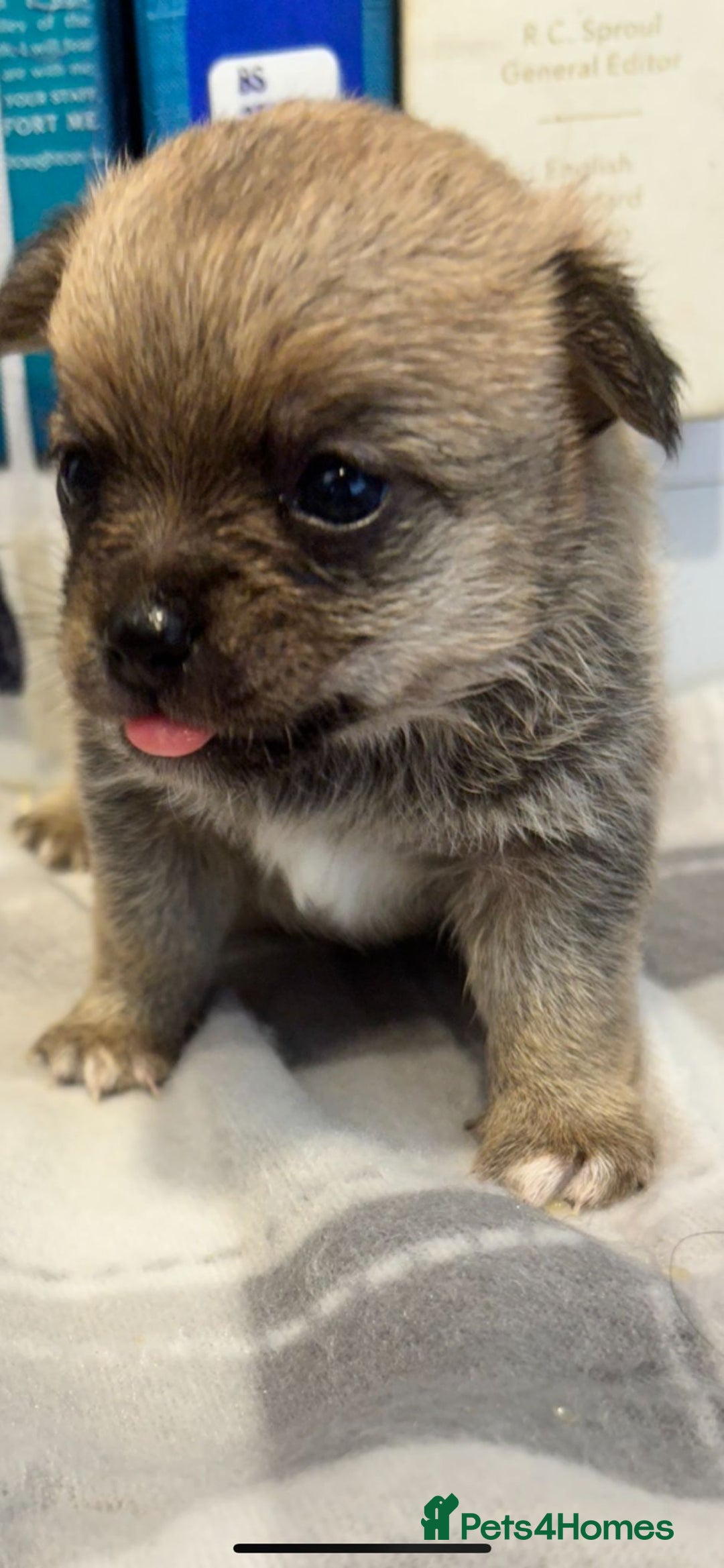 Pomchi dogs for sale: Pomchi puppies - Advert 15