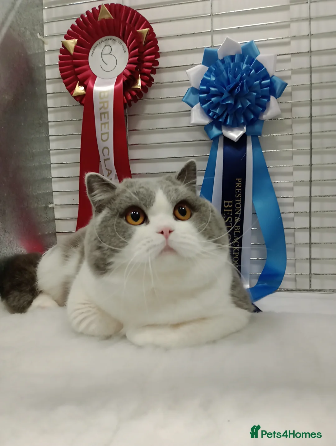 British Shorthair cats for stud: Gccf Studs Blues Lilac, Blue Bi, Cream bi Bi in Manchester - Advert 11