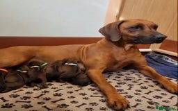Rhodesian Ridgeback dogs for sale: Partially trained Rhodesian Ridgeback - Image 5