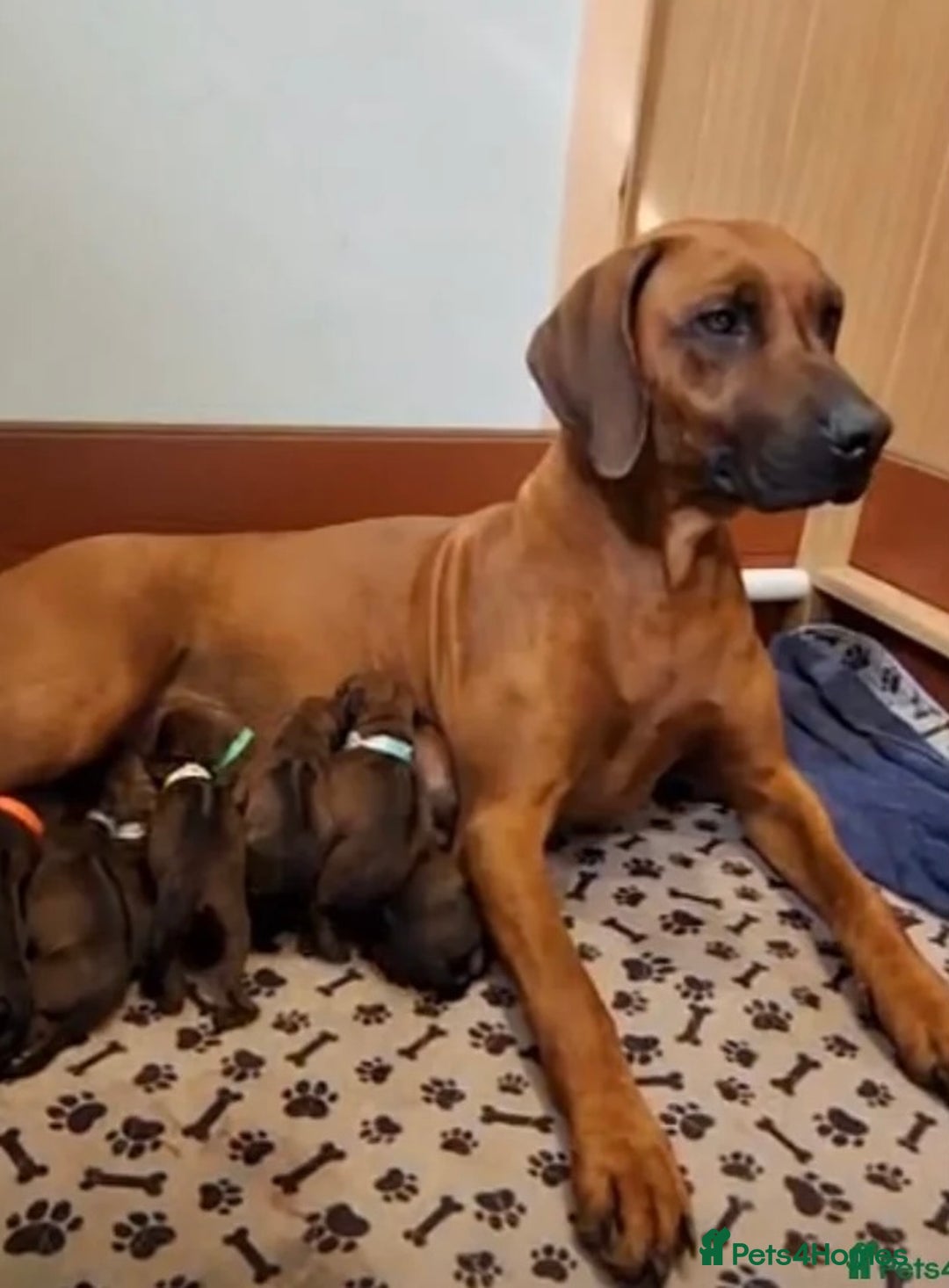 Rhodesian Ridgeback dogs for sale: Partially trained Rhodesian Ridgeback - Image 5