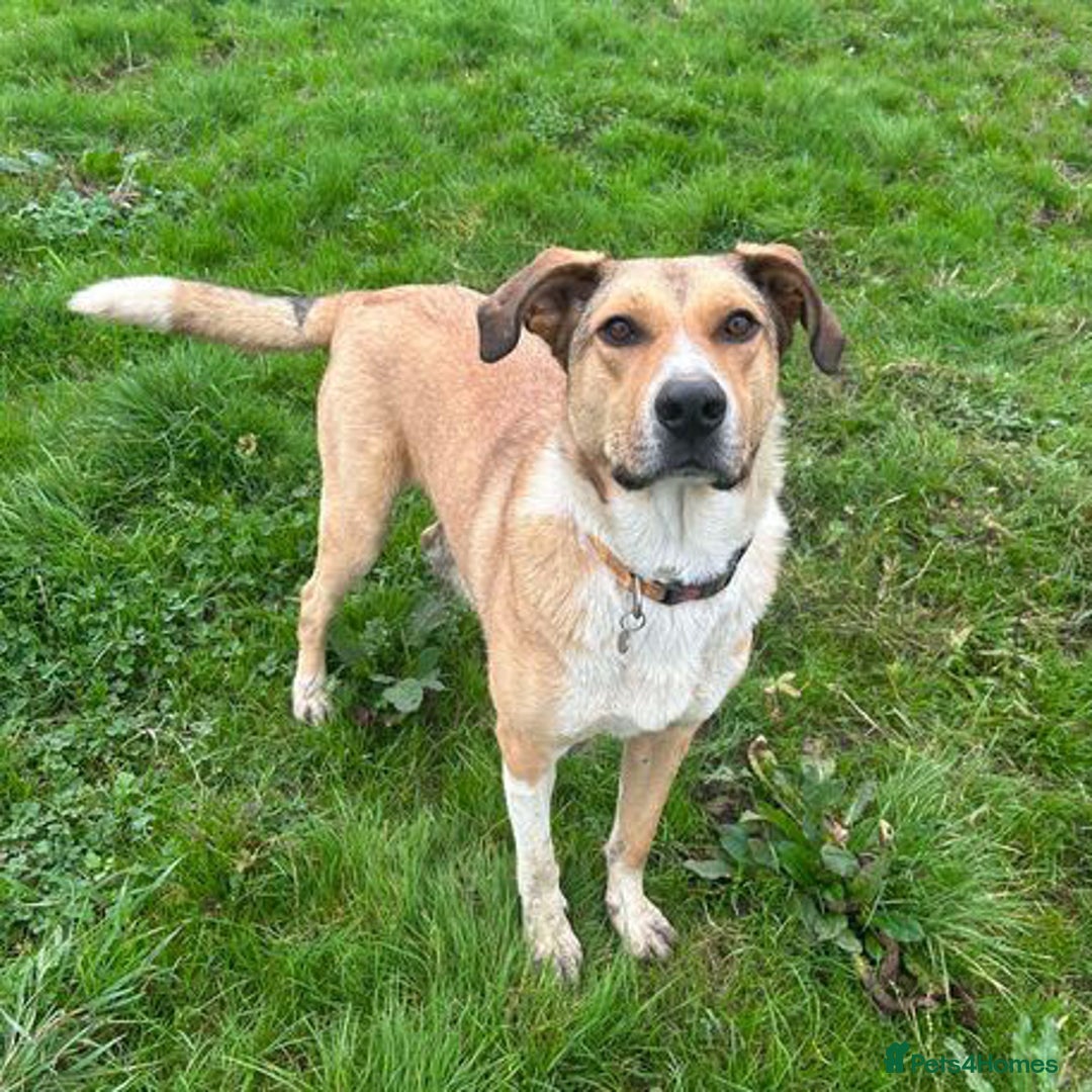 Mixed Breed dogs for adoption: MARSHALL the Marvellous - Image 14