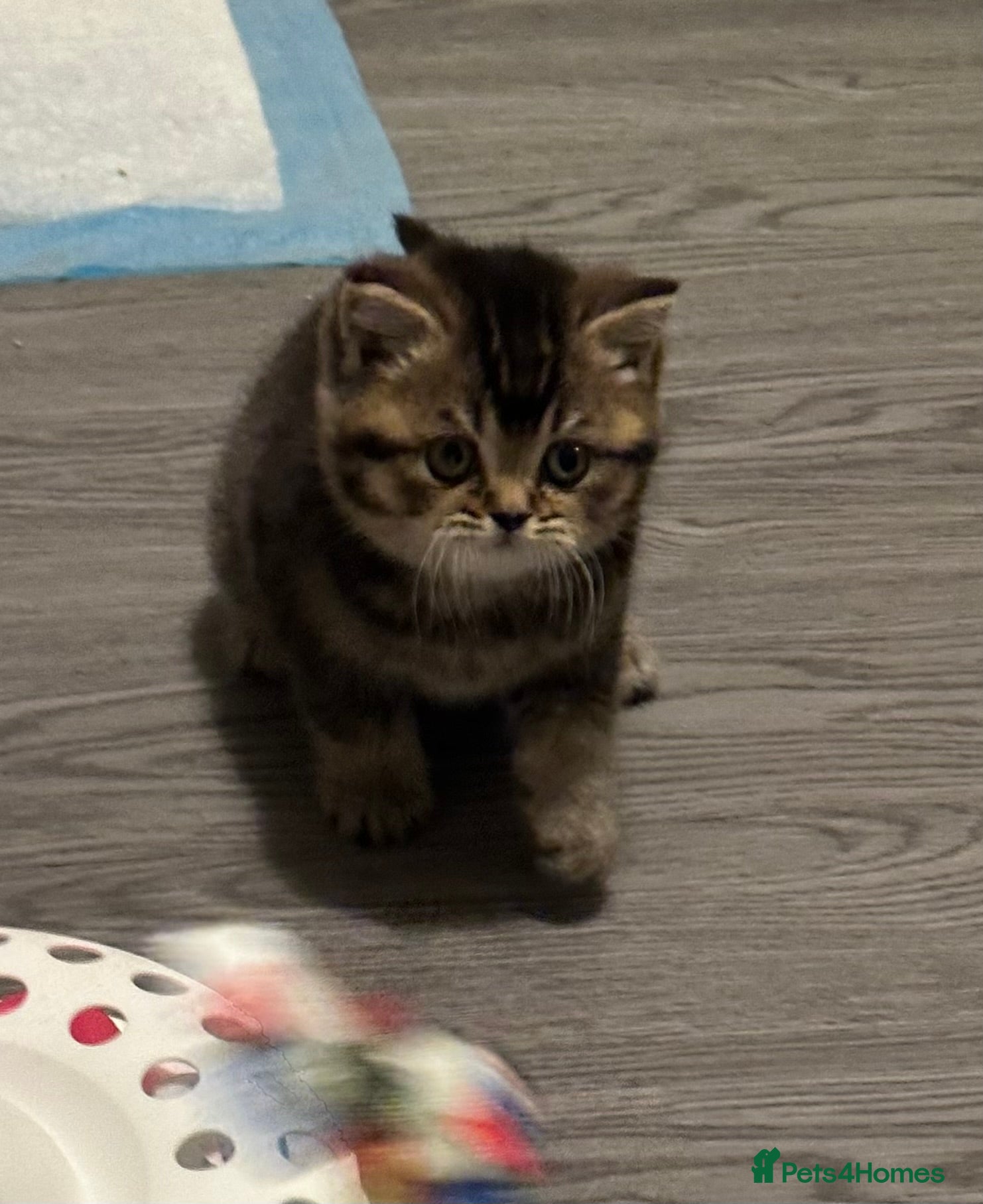 British Shorthair cats Pure breed amazing kitten from champion bloodline  - Advert 2